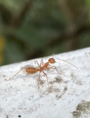 Oecophylla smaragdina