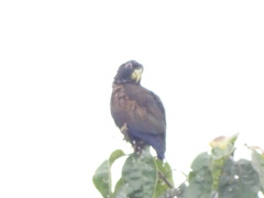 Pionus chalcopterus