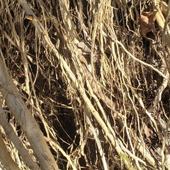 Nerodia sipedon pleuralis