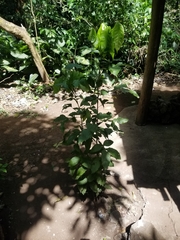 Melicoccus bijugatus