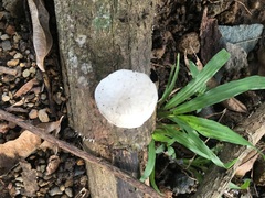 Oudemansiella