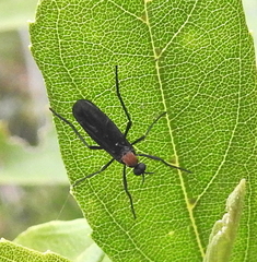 Plecia ruficollis