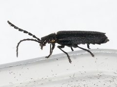 Polemius laticornis