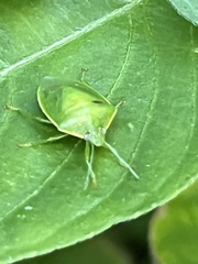 Piezodorus guildinii