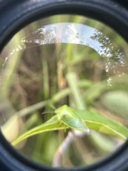 Piezodorus guildinii