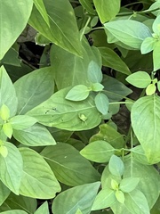 Piezodorus guildinii