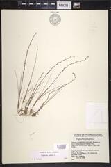Triglochin palustris