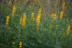Lupinus luteus