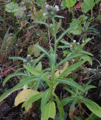 Carduus baeocephalus subsp. microstigma image
