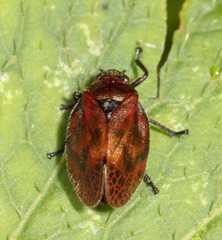 Tomaspis