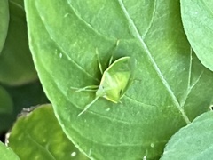 Piezodorus guildinii