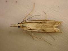 Orocrambus