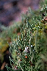 Cladonia coniocraea