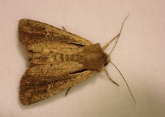 Ichneutica atristriga