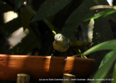 Leiothlypis peregrina