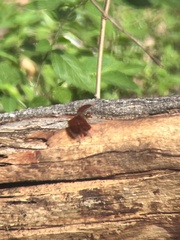 Neurothemis stigmatizans