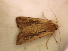 Ichneutica atristriga