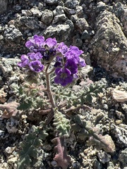 Phacelia crenulata