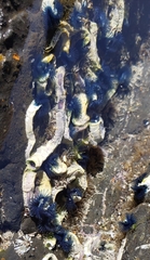 Spirobranchus cariniferus