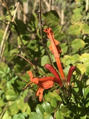 Tecomaria capensis