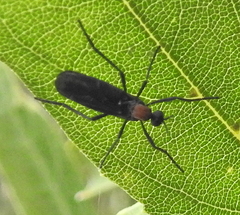 Plecia ruficollis