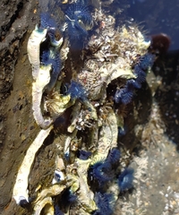 Spirobranchus cariniferus