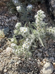 Johnstonella