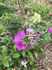 Phlox drummondii
