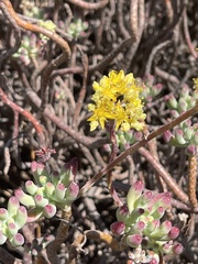 Sedum pachyphyllum