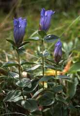 Gentiana platypetala