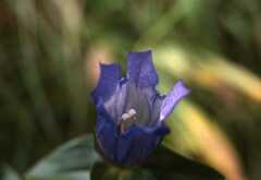 Gentiana platypetala