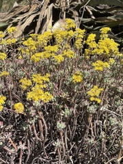 Sedum pachyphyllum