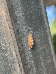 Orthodera