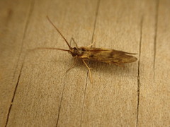 Conoesucidae