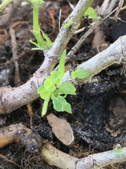 Bidens alba
