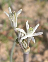 Androstephium breviflorum