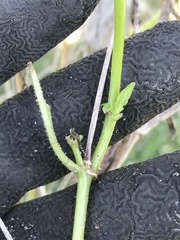 Bidens alba