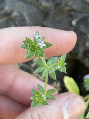 Sherardia arvensis
