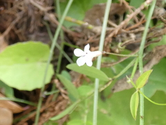 Vicia acutifolia