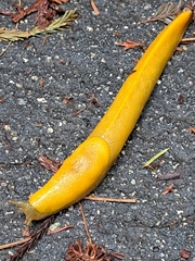 Ariolimax dolichophallus