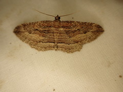 Austrocidaria