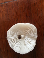 Oudemansiella