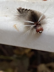 Halysidota cinctipes