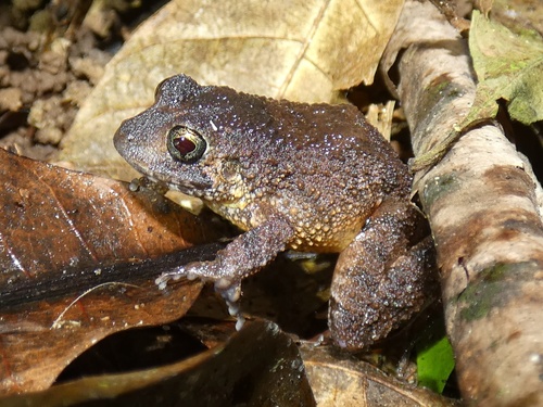 Rusty Robber Frog, Strabomantis bufoniformis