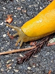 Ariolimax dolichophallus