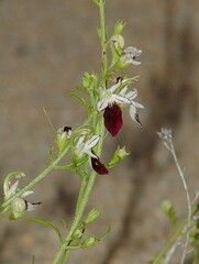 Teucrium nudicaule