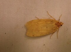 Phaeosaces coarctatella