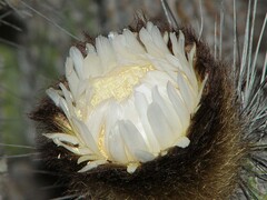 Eulychnia breviflora