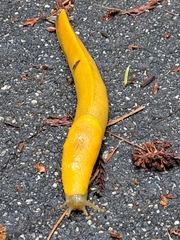 Ariolimax dolichophallus