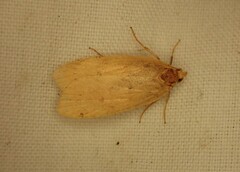 Phaeosaces coarctatella